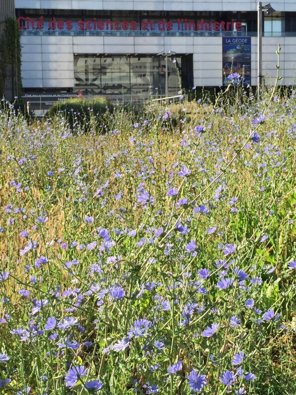 Chicorée sauvage (Cichorium intybus) en fleur dans le parc de la Villette en été, Paris 19e (75)