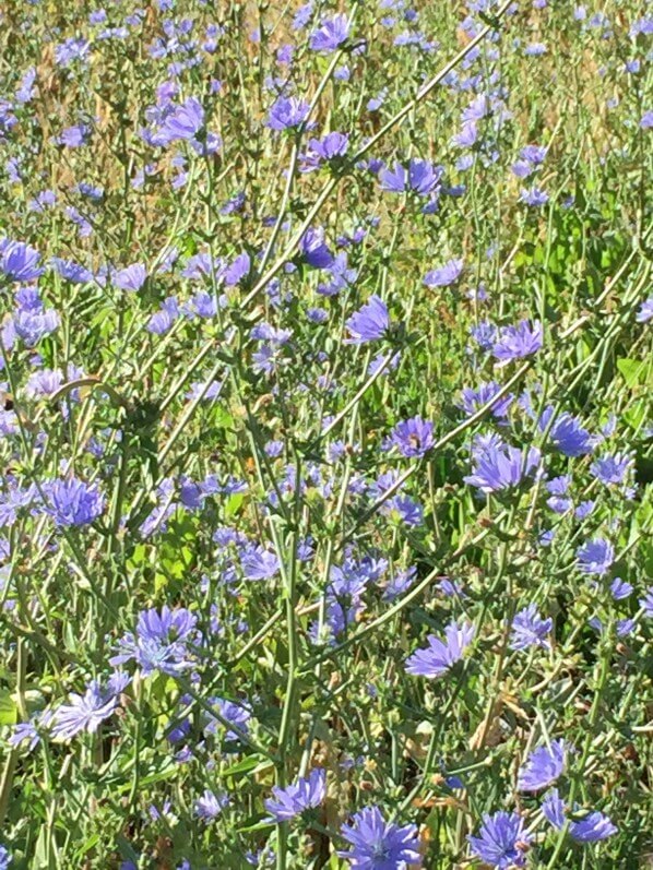 Chicorée sauvage (Cichorium intybus) en fleur dans le parc de la Villette en été, Paris 19e (75)