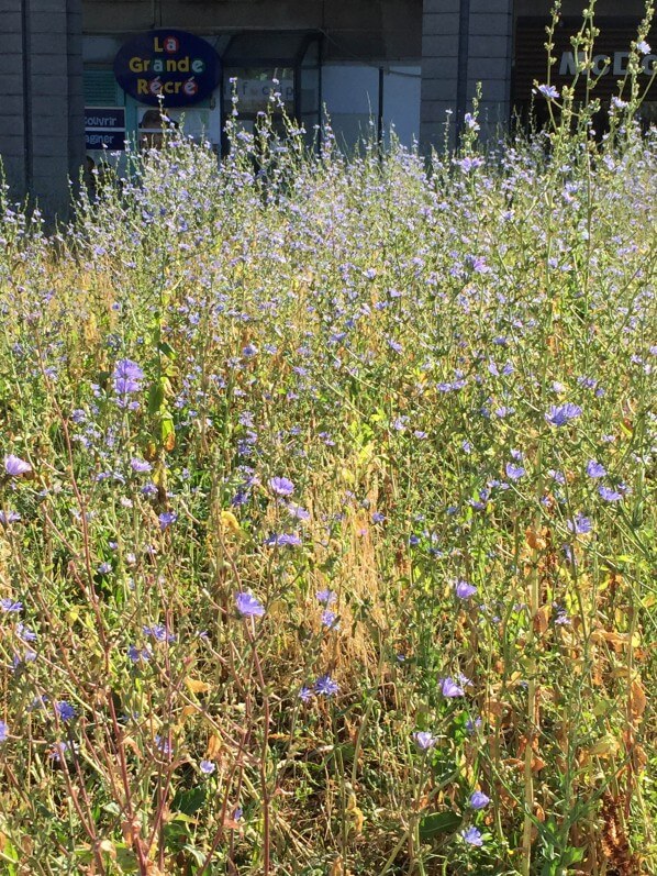 Chicorée sauvage (Cichorium intybus) en fleur dans le parc de la Villette en été, Paris 19e (75)