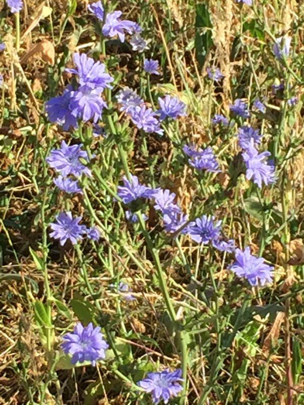 Chicorée sauvage (Cichorium intybus) en fleur dans le parc de la Villette en été, Paris 19e (75)