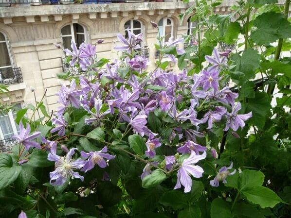 Clématite 'Blue River' en pleine floraison sur la rambarde de mon balcon parisien, Paris 19e (75)