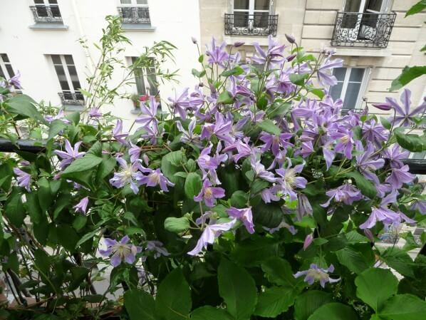 Clématite 'Blue River' en pleine floraison sur la rambarde de mon balcon parisien, Paris 19e (75)