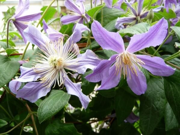 Clématite 'Blue River' en pleine floraison sur la rambarde de mon balcon parisien, Paris 19e (75)