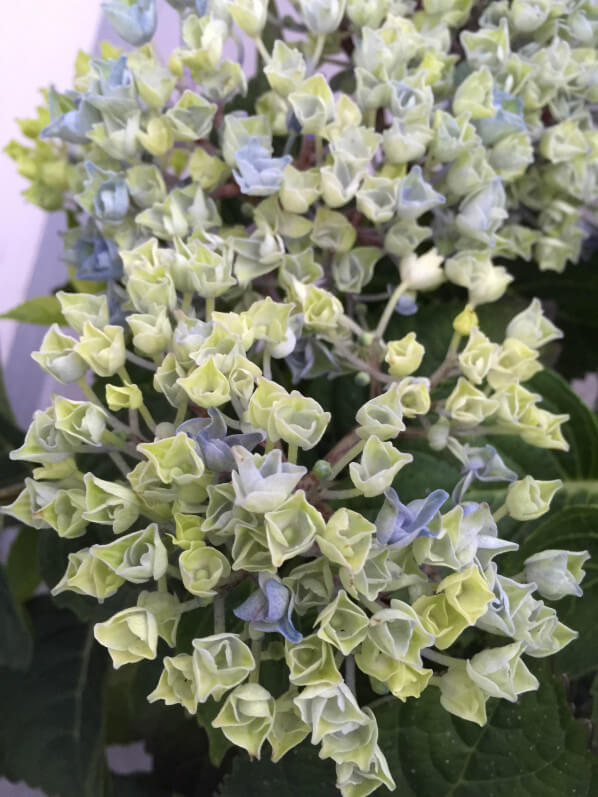 Hortensia (Hydrangea macrophylla Magical 'Revolution') sur mon balcon au printemps, Paris 19e (75)