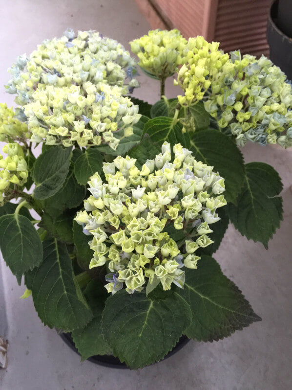 Hortensia (Hydrangea macrophylla Magical 'Revolution') sur mon balcon au printemps, Paris 19e (75)