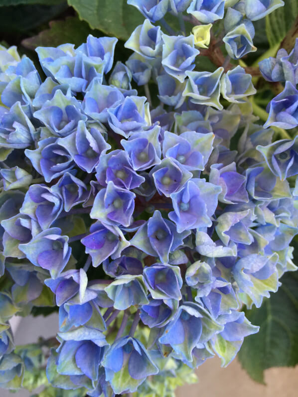 Hortensia (hydrangea macrophylla Magical 'Revolution') sur mon balcon parisien au printemps, Paris 19e (75)