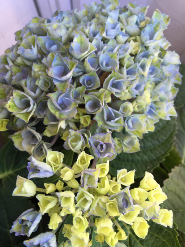 Hortensia (hydrangea macrophylla Magical 'Revolution') sur mon balcon parisien au printemps, Paris 19e (75)