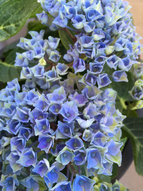 Hortensia (hydrangea macrophylla Magical 'Revolution') sur mon balcon parisien au printemps, Paris 19e (75)