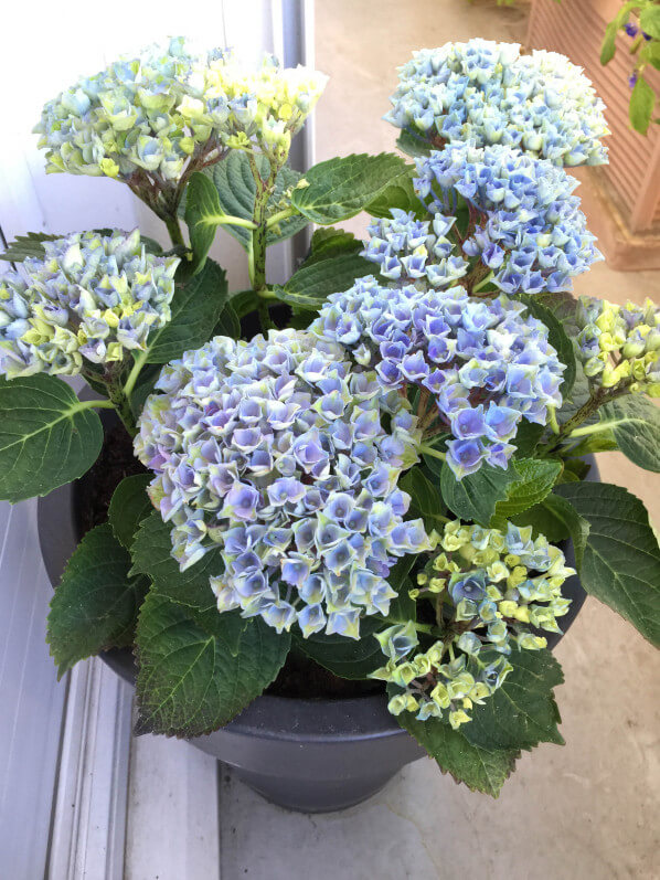 Hortensia (hydrangea macrophylla Magical 'Revolution') sur mon balcon parisien au printemps, Paris 19e (75)