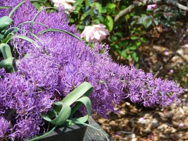 Potée de Muscari comosum 'Plumosum', École du Breuil, Paris 12e (75)