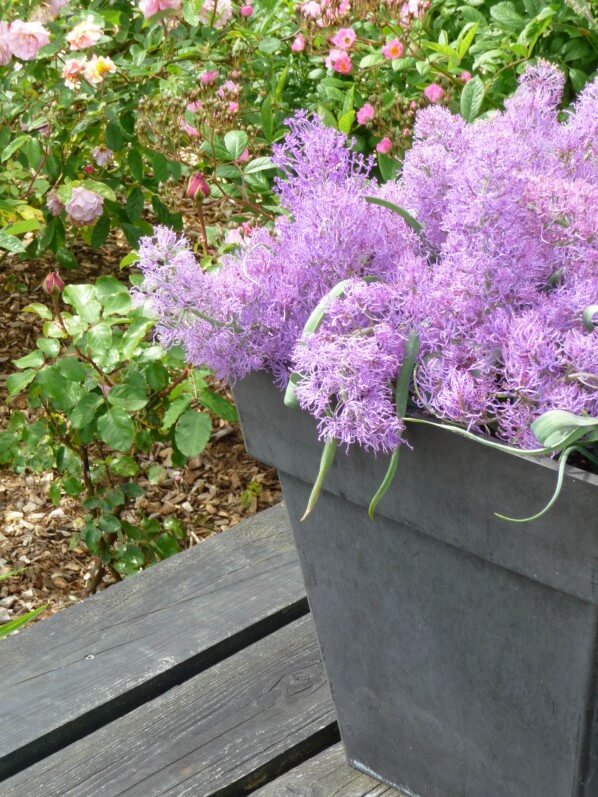 Potée de Muscari comosum 'Plumosum', École du Breuil, Paris 12e (75)