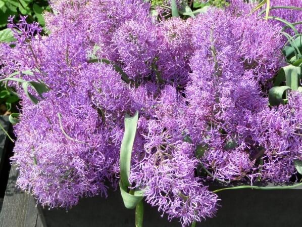 Potée de Muscari comosum 'Plumosum', École du Breuil, Paris 12e (75)