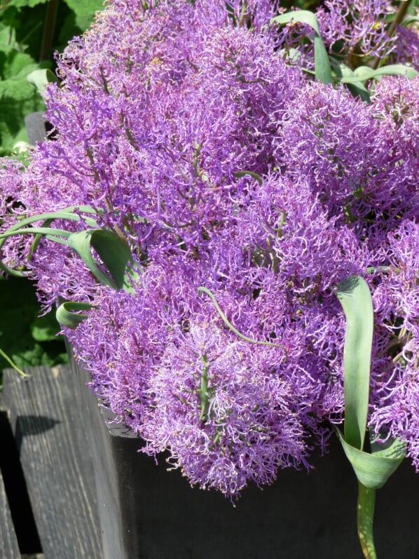 Potée de Muscari comosum 'Plumosum', École du Breuil, Paris 12e (75)