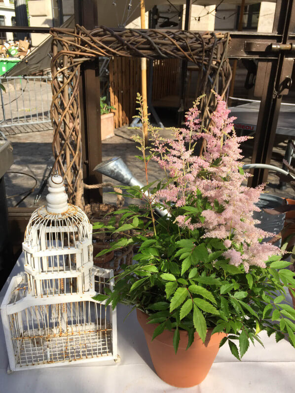 Potée d'astilbe et cage, Potager d'aucy, serre de la Rotonde de la Villette, Paris 19e (75)