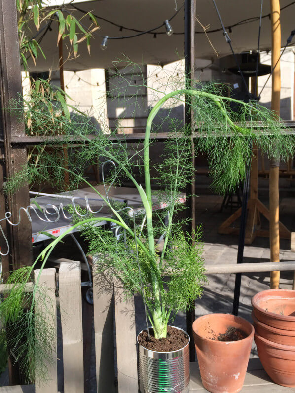 Potée de fenouil, Potager d'aucy, serre de la Rotonde de la Villette, Paris 19e (75)