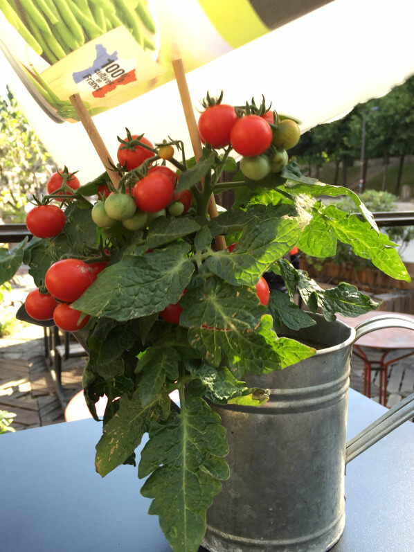 Potée de tomate cerise, Potager d'aucy, serre de la Rotonde de la Villette, Paris 19e (75)