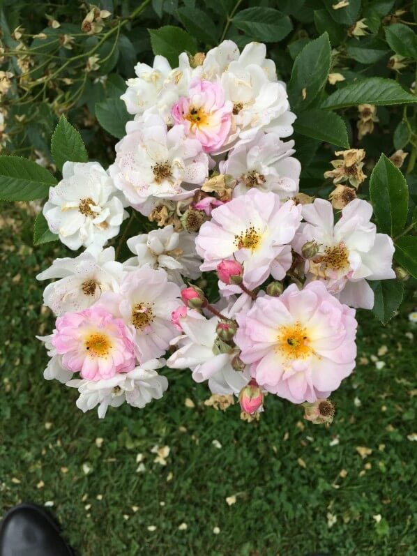 N° 402, non dénommé (VEL12mtare), création Ann Velle Boudolf présentée par Lens Roses, catégorie Arbustif, roseraie de Bagatelle, Paris 16e (75)