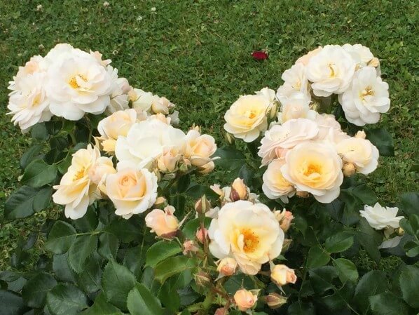N° 39, Sirius, création Rosen Tantau, catégorie Buisson à Fleurs Groupées, roseraie de Bagatelle, Paris 16e (75)