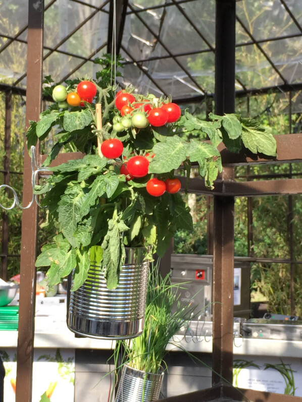 Suspension de tomate cerise, Potager d'aucy, serre de la Rotonde de la Villette, Paris 19e (75)