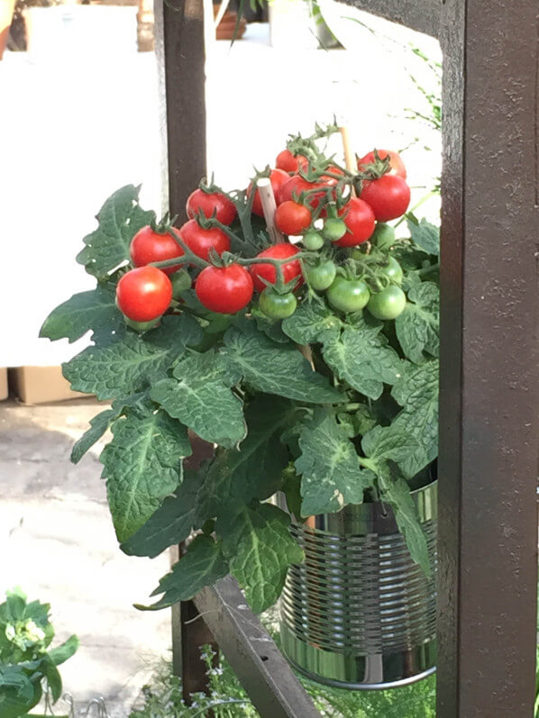 Potée de tomate cerise, Potager d'aucy, serre de la Rotonde de la Villette, Paris 19e (75)
