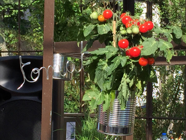 Suspension de tomate cerise, Potager d'aucy, serre de la Rotonde de la Villette, Paris 19e (75)