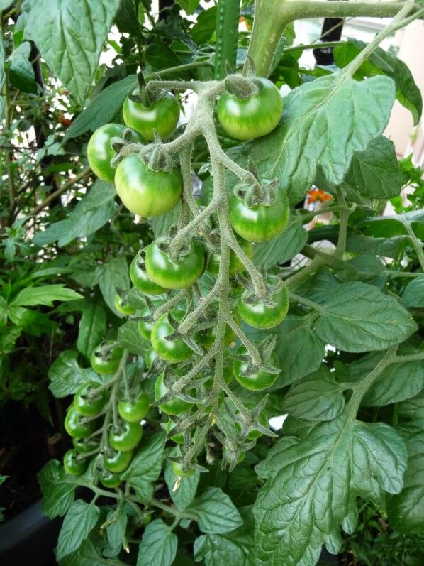 Grappe de tomates cerises 'TomTato' sur mon balcon parisien en début d'été, Paris 19e (75)