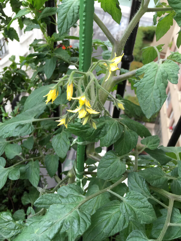 Tomate 'TomTato' sur mon balcon au printemps, rue de Nantes, Paris 19e (75)