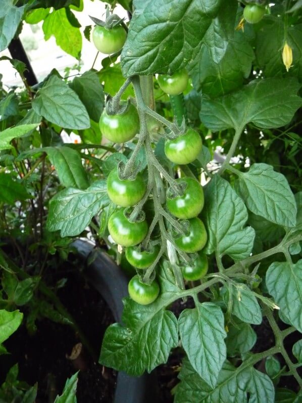 Grappe de tomates cerises 'TomTato' sur mon balcon parisien en début d'été, Paris 19e (75)