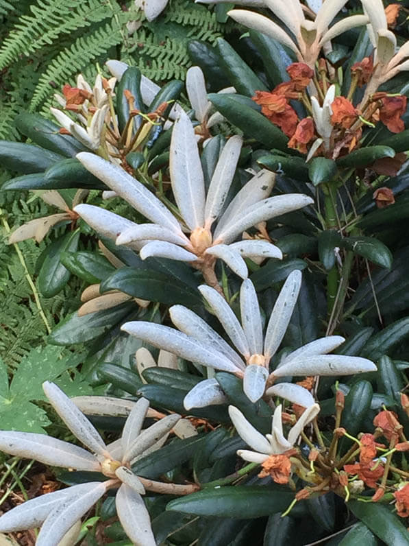 Rhododendron degronianum subsp. yakushimanum dans le parc floral de Paris en été, Paris 12e (75)