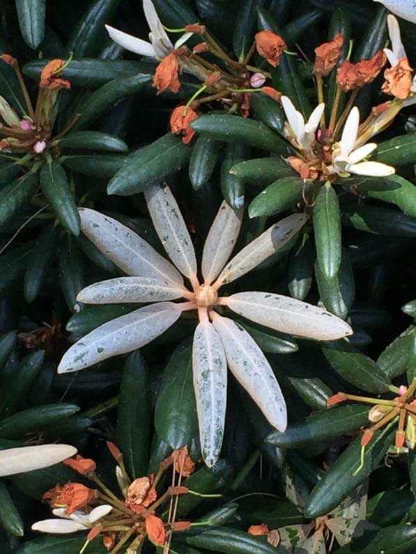 Rhododendron degronianum subsp. yakushimanum dans le parc floral de Paris en été, Paris 12e (75)