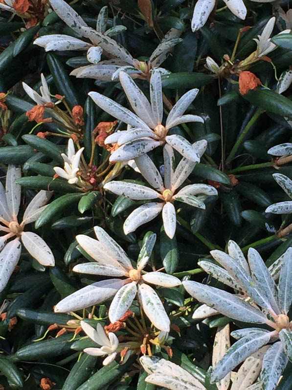 Rhododendron degronianum subsp. yakushimanum dans le parc floral de Paris en été, Paris 12e (75)