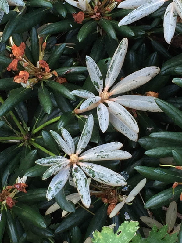 Rhododendron degronianum subsp. yakushimanum dans le parc floral de Paris en été, Paris 12e (75)