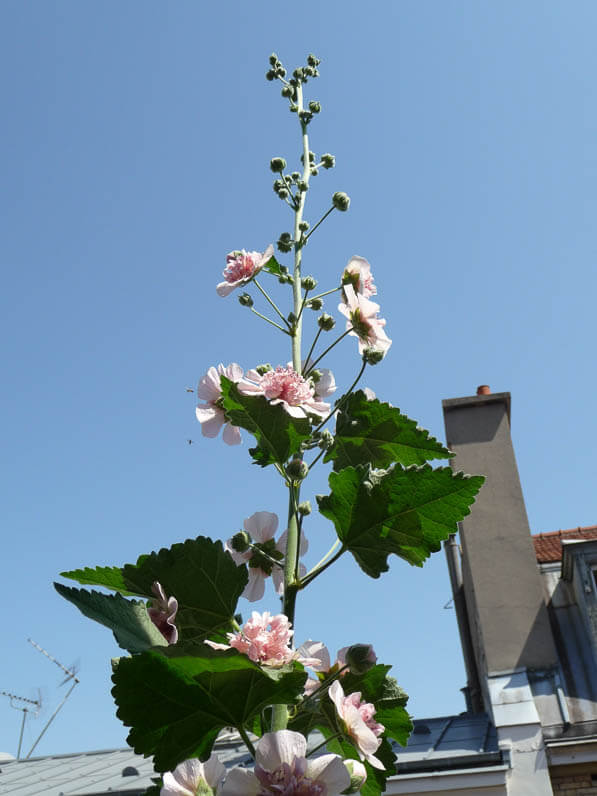 Alcathea suffrutscens 'Parkfrieden' sur mon balcon en été, rue de Nantes, Paris 19e (75)