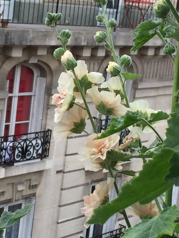 Alcathea suffrutescens 'Parkallee" (Malvacées) sur mon balcon en été, Paris 19e (75)