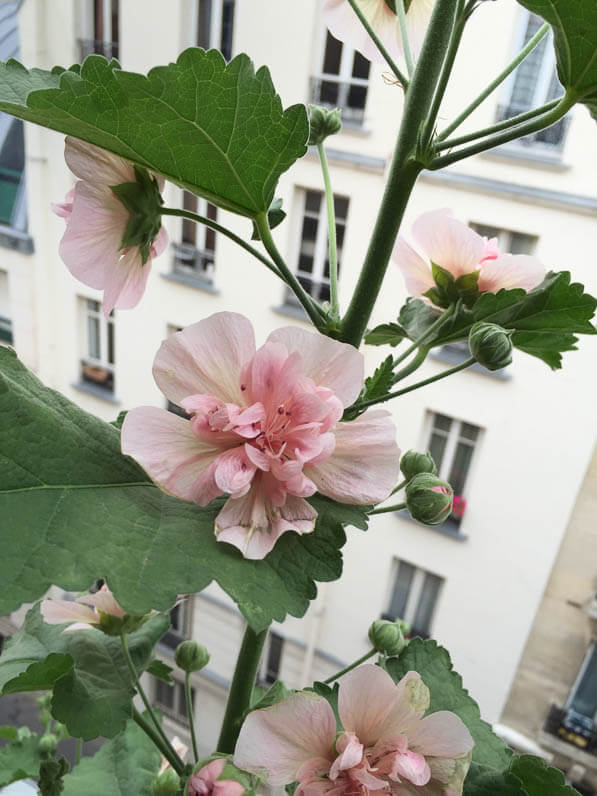 Alcathea suffrutescens 'Parkfrieden' (Malvacées) sur mon balcon en été, Paris 19e (75)