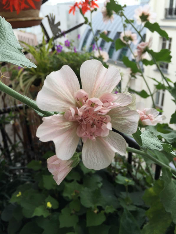 Alcathea suffrutescens 'Parkfrieden' (Malvacées) sur mon balcon en été, rue de Nantes, Paris 19e (75)