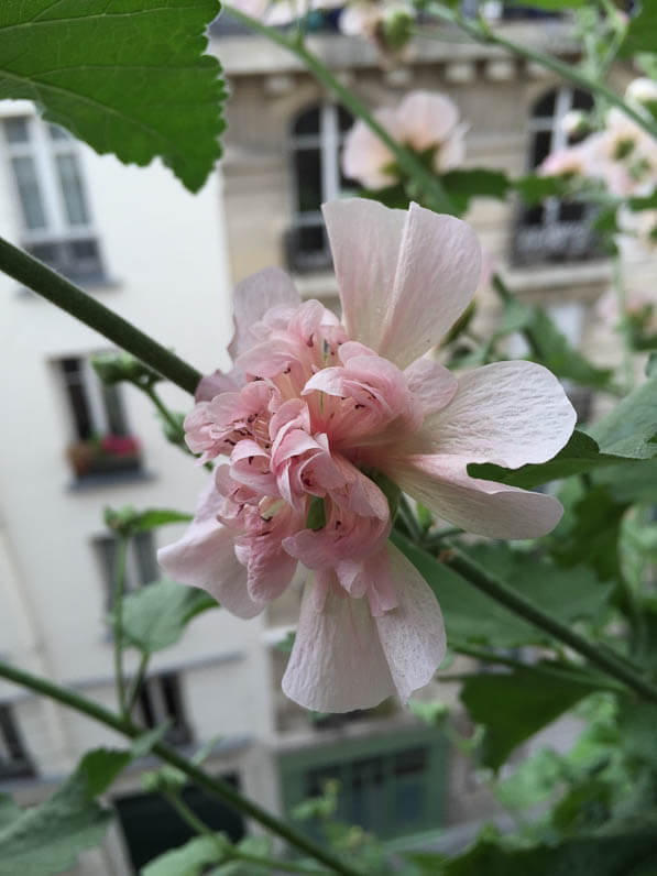 Alcathea suffrutescens 'Parkfrieden' (Malvacées) sur mon balcon en été, rue de Nantes, Paris 19e (75)