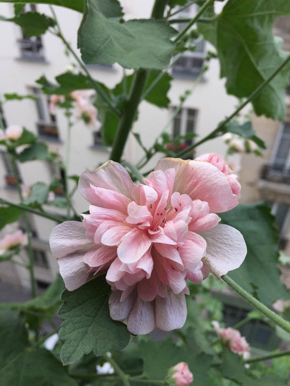 Alcathea suffrutescens 'Parkfrieden' (Malvacées) sur mon balcon en été, rue de Nantes, Paris 19e (75)