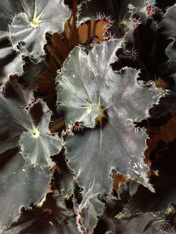 Bégonia rhizomateux hybride à feuilles noires spiralées, plante d'intérieur, Bégoniacées, Paris 19e (75)