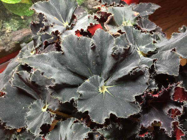 Bégonia rhizomateux hybride à feuilles noires spiralées, plante d'intérieur, Bégoniacées, Paris 19e (75)