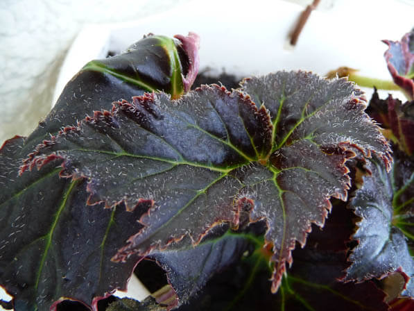 Bégonia tubéreux à feuillage pourpre sur mon balcon en été, Paris 19e (75)