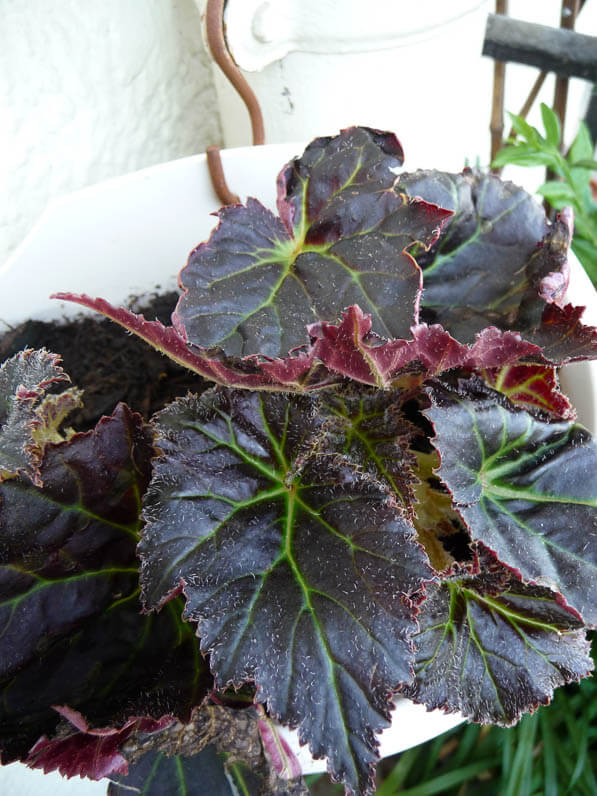 Bégonia tubéreux à feuillage pourpre sur mon balcon en été, Paris 19e (75)