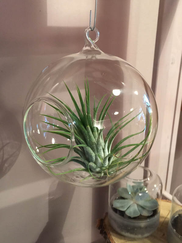 Boule suspension avec tillandsia, boutique Girls and Roses, rue Montorgueil, Paris 1er (75)