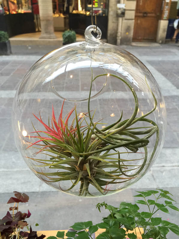 Boule suspension avec tillandsia, boutique Girls and Roses, rue Montorgueil, Paris 1er (75)