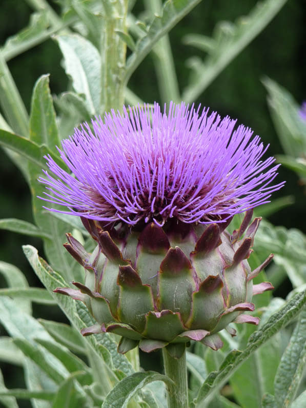 Fleur de cardon (Cynara cardunculus), Jardin des Plantes, Paris 5e (75)