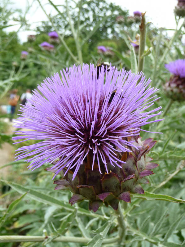 Fleur de cardon (Cynara cardunculus), Jardin des Plantes, Paris 5e (75)