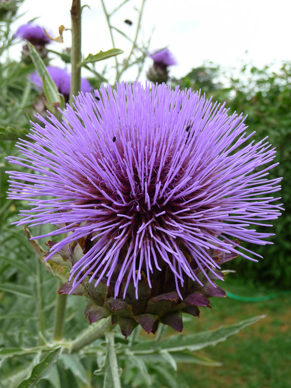 Fleur de cardon (Cynara cardunculus), Jardin des Plantes, Paris 5e (75)