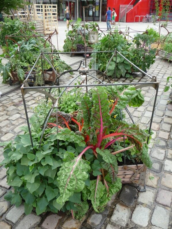 Carré potager avec des bettes à cardes colorées, L'Aéroflorale II, L'Expédition Végétale, Compagnie La Machine, parc de la Villette, Paris 19e (75)