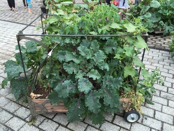 Choux et courges dans un carré potager ambulant, L'Aéroflorale II, L'Expédition Végétale, Compagnie La Machine, parc de la Villette, Paris 19e (75)