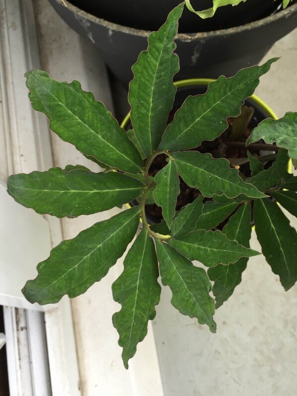 Feuille du Typhonium horsfieldii sur mon balcon en été, Paris 19e (75)